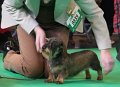 Crufts2010 658